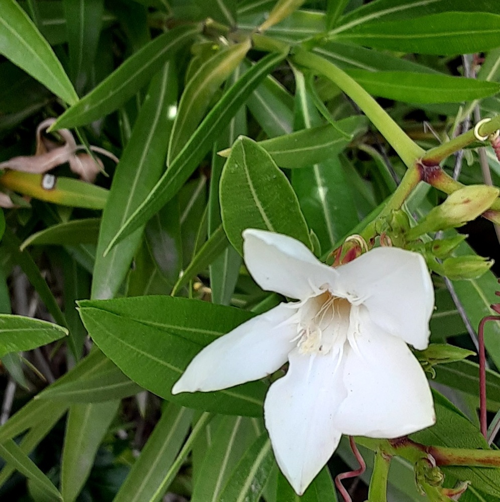 Meet your Posher, Cat